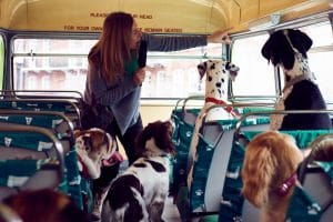 Dogs take a ride on a London bus