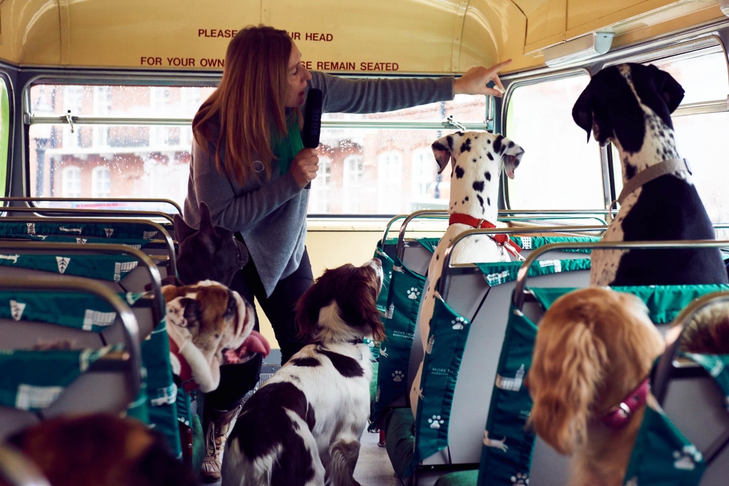 london tour bus dog friendly