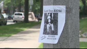 Lost dog notice on light pole